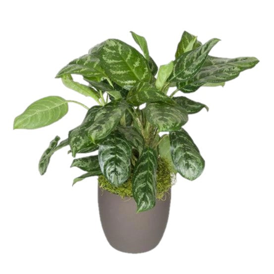 aglaonema calypso supreme Aglaonema Calypso (10 Inch) – Westbrae Nursery