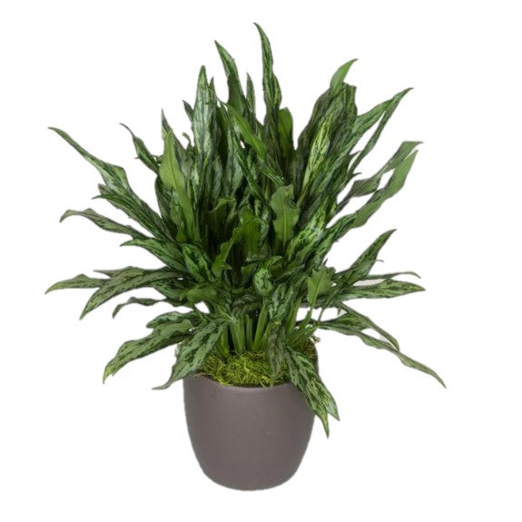 aglaonema juliette care Aglaonema Juliette (8 Inch) – Westbrae Nursery