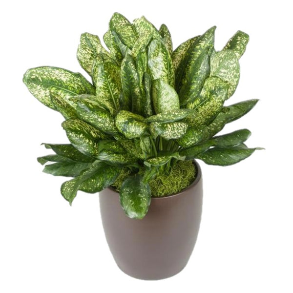 aglaonema pumilum Aglaonema Lumina (10 Inch) – Westbrae Nursery