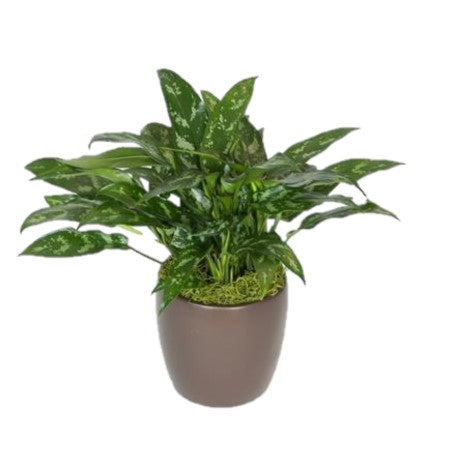 Aglaonema Maria (6 Inch) – Westbrae Nursery