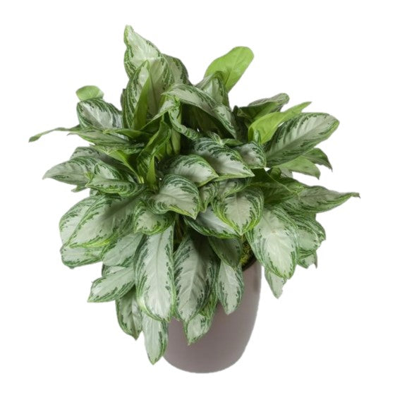 aglaonema silver bay outdoors Aglaonema Silver Bay (10 Inch) – Westbrae Nursery