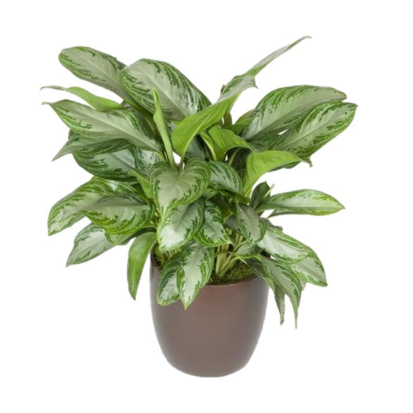 aglaonema bay Aglaonema Silver Bay (8 Inch) – Westbrae Nursery