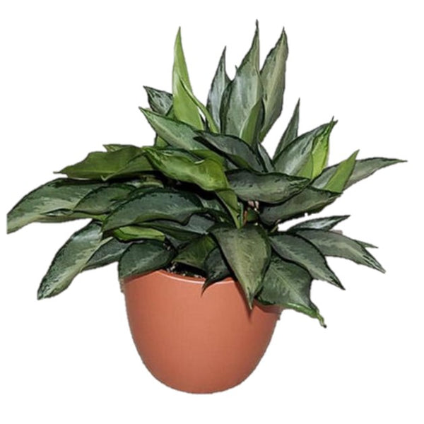 silverado aglaonema Aglaonema Silverado (6 Inch) – Westbrae Nursery