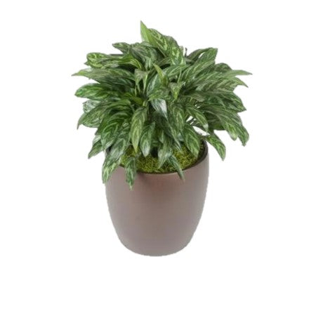 aglaonema tigress plant Aglaonema Tigress (6 Inch) – Westbrae Nursery