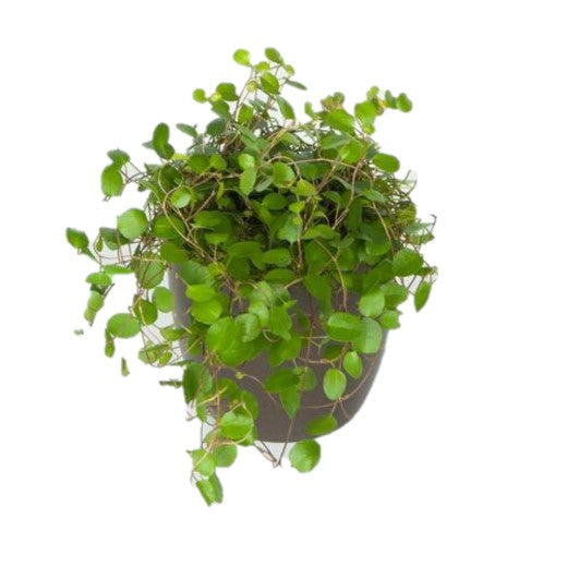angel vine hanging plant Angel Vine (4 Inch) – Westbrae Nursery
