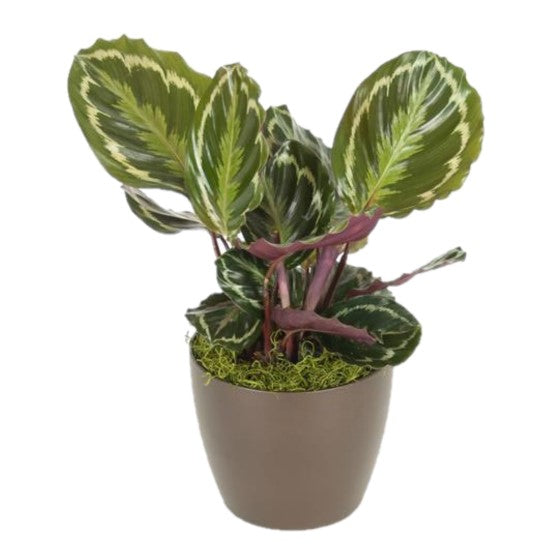 Calathea Rosa Picta (6 Inch) – Westbrae Nursery