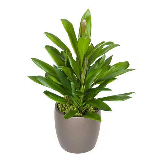 Cordyline Glauca (6 Inch)  Westbrae Nursery