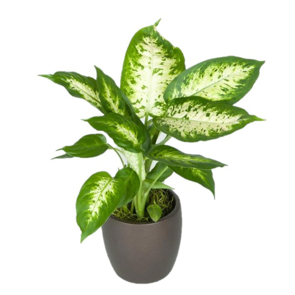 dieffenbachia rebecca Dieffenbachia Camille (4 Inch) – Westbrae Nursery