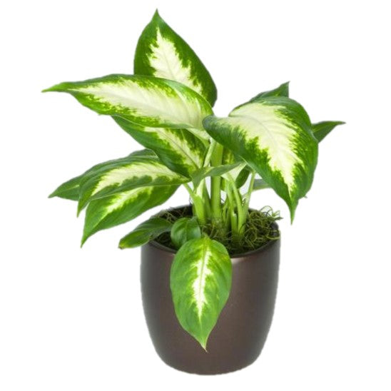 compacta dieffenbachia Dieffenbachia Compacta (4 Inch) – Westbrae Nursery