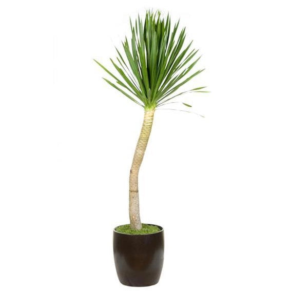 dracaena arborea Dracaena Arborea Single (14 Inch) – Westbrae Nursery