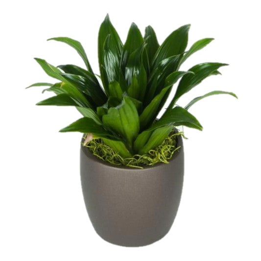 dracaena compacta for sale Dracaena Compacta (4 Inch) – Westbrae Nursery