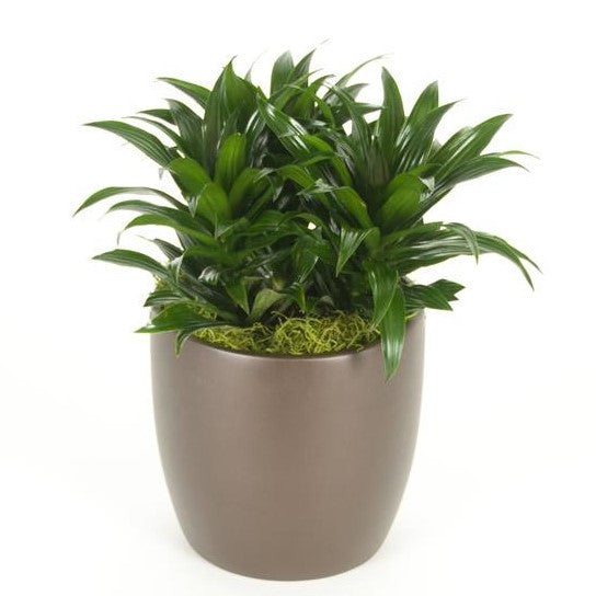 dracaena marginata compacta Dracaena JC Compacta TIP (8 Inch) – Westbrae Nursery