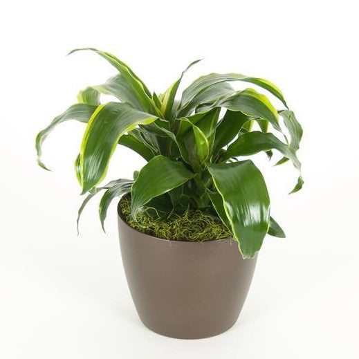 dracaena dragon dorado Dracaena Dorado (6 Inch) – Westbrae Nursery