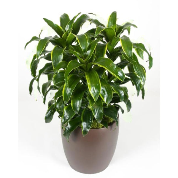 dracaena deremensis dorado Dracaena Dorado TIP (10 Inch) – Westbrae Nursery