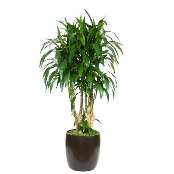 dracaena stump Dracaena Lisa Stump (14 Inch) – Westbrae Nursery
