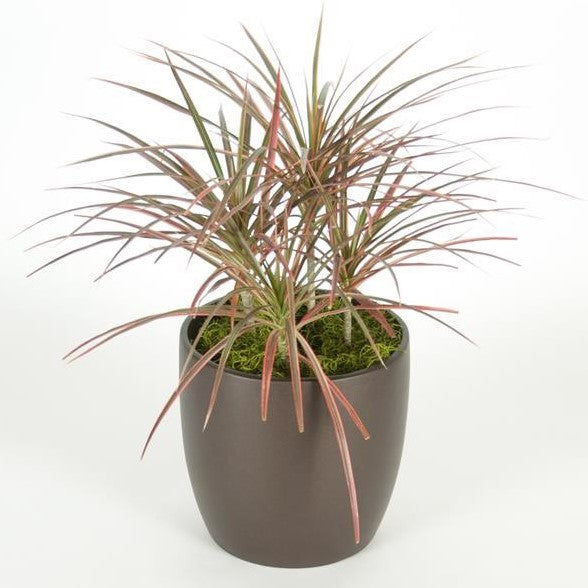 dracaena bicolor plant Dracaena Marginata Bicolor (8 Inch) – Westbrae Nursery