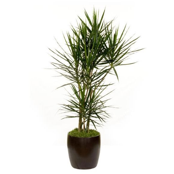dracaena marginata grande Dracaena Marginata C/B (10 Inch) – Westbrae Nursery