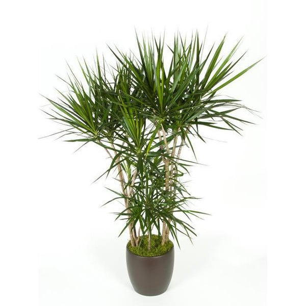 dracaena marginata grande Dracaena Marginata Character (10 Inch) – Westbrae Nursery