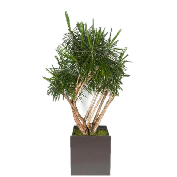 dracaena marginata stump Dracaena Marginata Stump (20 gal) – Westbrae Nursery