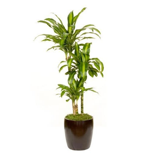 gal dracaena Dracaena Massangeana C/B 3-4ppp (2 gal) – Westbrae Nursery