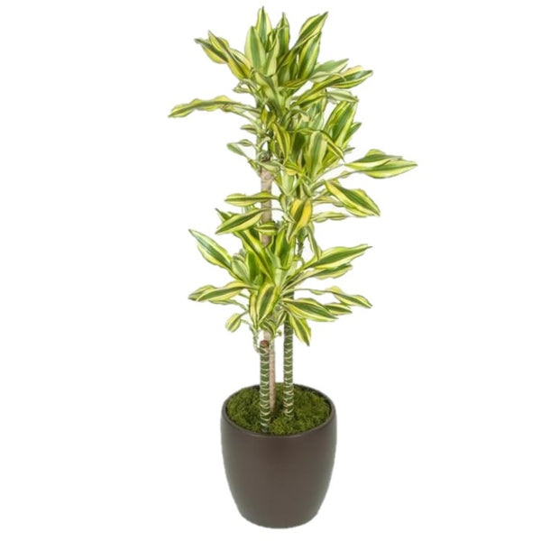 dracaena sted sol cane Dracaena Stednereii Sol C/B 4ppp (10 Inch) – Westbrae Nursery