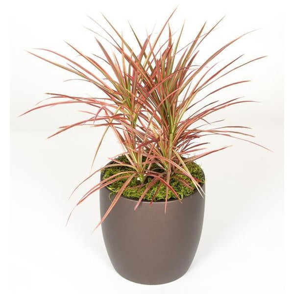Dracaena Tricolor C/B (8 Inch) – Westbrae Nursery