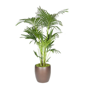 Kentia Palm (10 Inch)