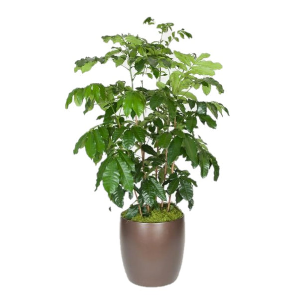 mahogany house plant Natal Mahogany Column (14 Inch) – Westbrae Nursery
