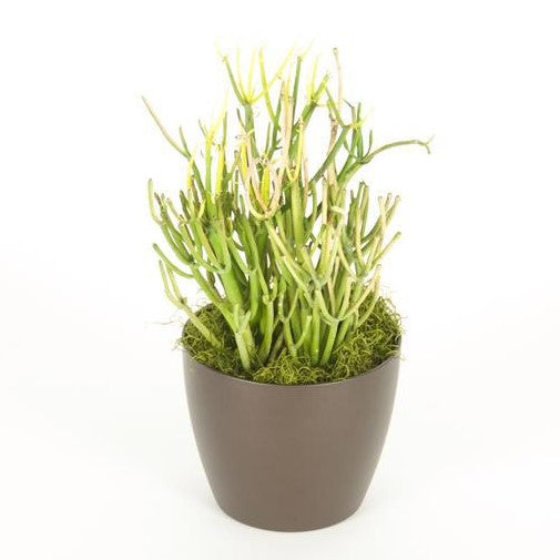 Pencil Cactus Firestick (6 Inch) – Westbrae Nursery