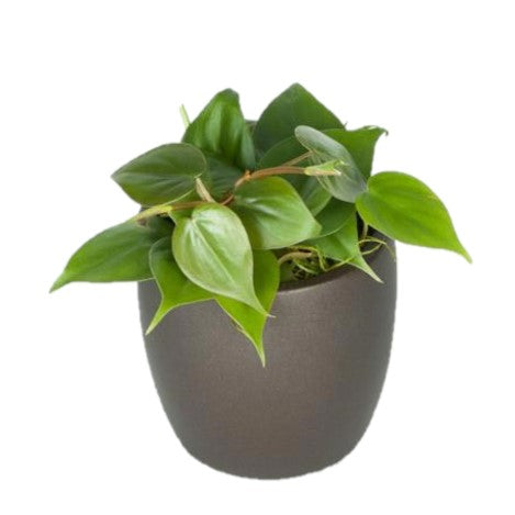 Philodendron Cordatum (4 Inch) – Westbrae Nursery