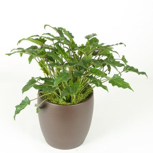 Philodendron Xanadu (8 Inch) – Westbrae Nursery