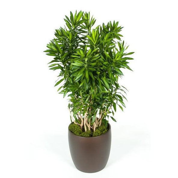 dracaena pleomele song of jamaica Pleomele Song Of Jamaica (14 Inch) – Westbrae Nursery