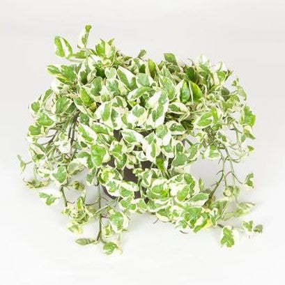 pothos 6 inch Pothos Njoy (6 Inch) – Westbrae Nursery