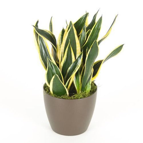 sansevieria black superba Sansevieria Black Gold Superba (6 Inch) – Westbrae Nursery
