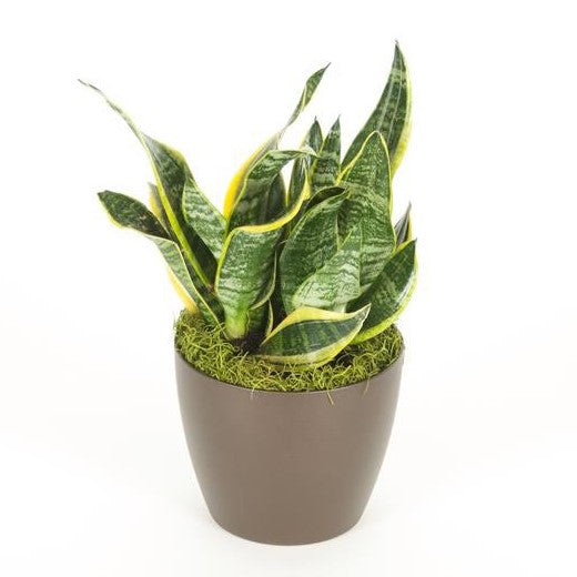 sansevieria superba Sansevieria Superba (6 Inch) – Westbrae Nursery