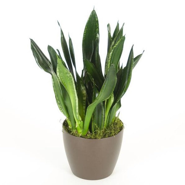 Sansevieria Whitney (6 Inch) – Westbrae Nursery
