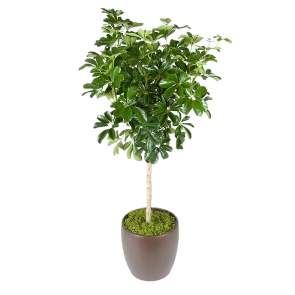 c28-4890 schefflera arboricola Schefflera Arboricola Standard Green (10 Inch) – Westbrae Nursery