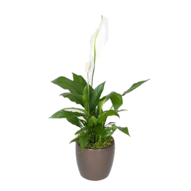 Spathiphyllum Dario Green (6 Inch)