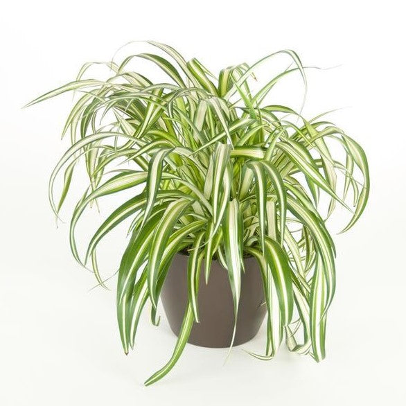 spider plant nursery Spider Plant Variegated (6 Inch) – Westbrae Nursery