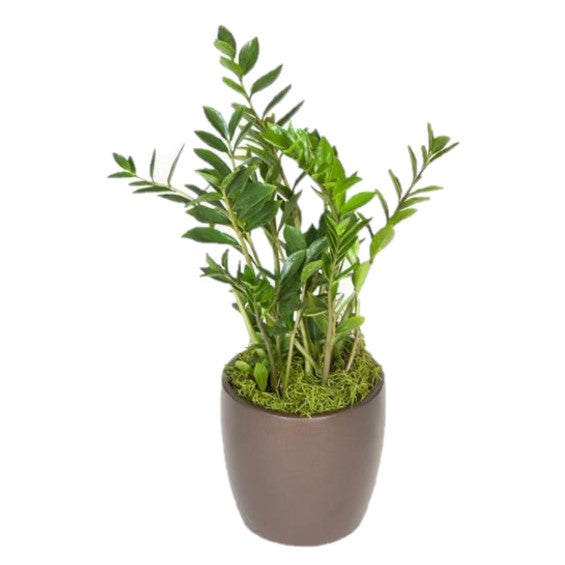 zz plant 6 inch ZZ Plant FL Grown (6 Inch) – Westbrae Nursery