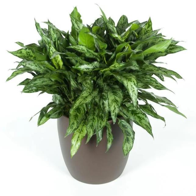 aglaonema nursery Aglaonema (14 Inch) – Westbrae Nursery