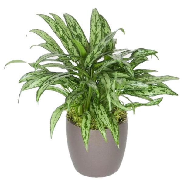 aglaonema cutlass cats Aglaonema Cutlass (6 Inch) – Westbrae Nursery
