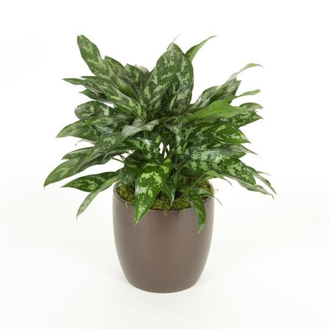 aglaonema gemini Aglaonema Gemini (8 Inch) – Westbrae Nursery