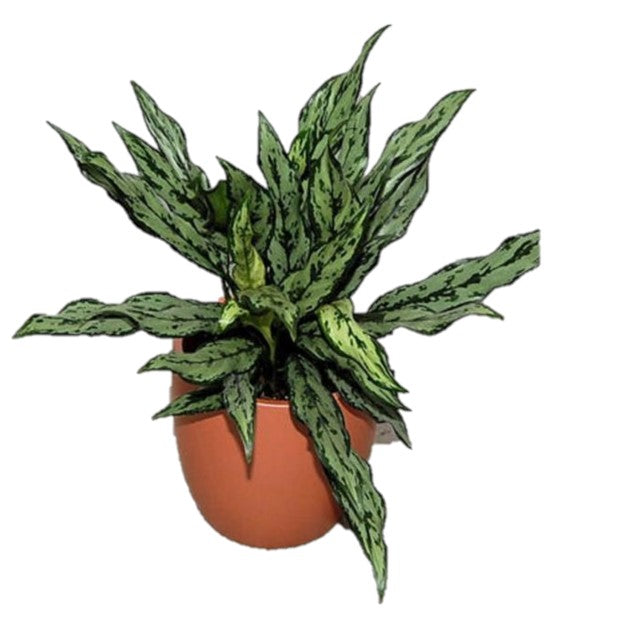 aglaonema juliet Aglaonema Juliette (6 Inch) – Westbrae Nursery