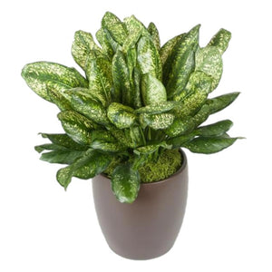 aglaonema gold dust Aglaonema Lumina (10 Inch) – Westbrae Nursery