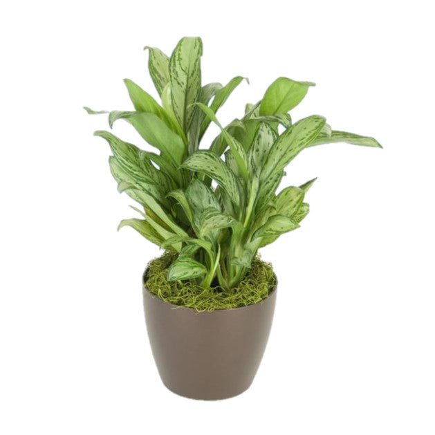 aglaonema maria christina Aglaonema Maria Christina (6 Inch) – Westbrae Nursery