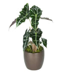 Alocasia African Mask (4 Inch)