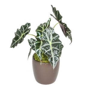 Alocasia African Mask (6 Inch)
