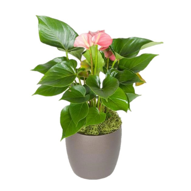 anthurium plant nursery near me Antherium Pink (6 Inch) – Westbrae Nursery