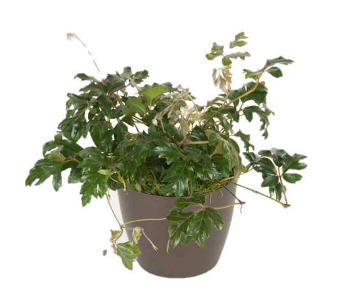 Cissus Oakleaf Ivy(6 Inch)